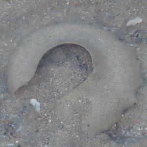 Sand collars of moon snail