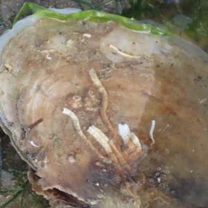 Window pane clam