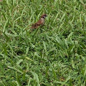 Eurasian tree sparrow 