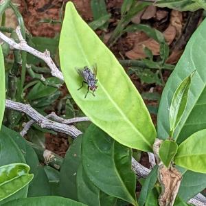 Housefly