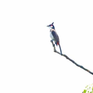 Red-whiskered bulbul