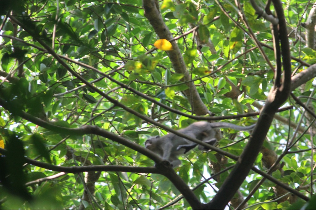 Long tailed macaque 