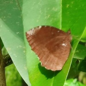 Common palmfly