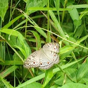 Grey pansy