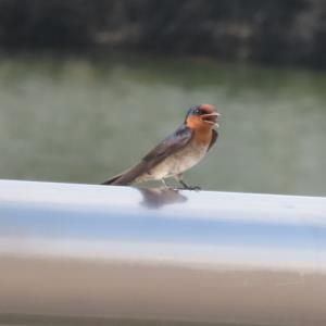 Pacific swallow 