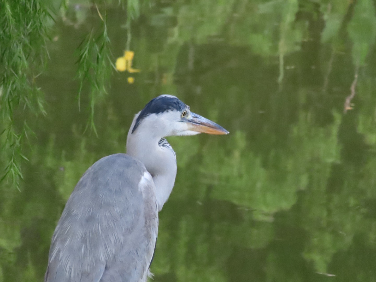 Gray heron 🐧