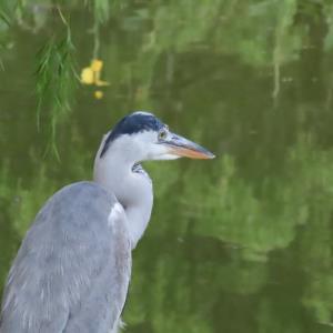 Gray heron 🐧