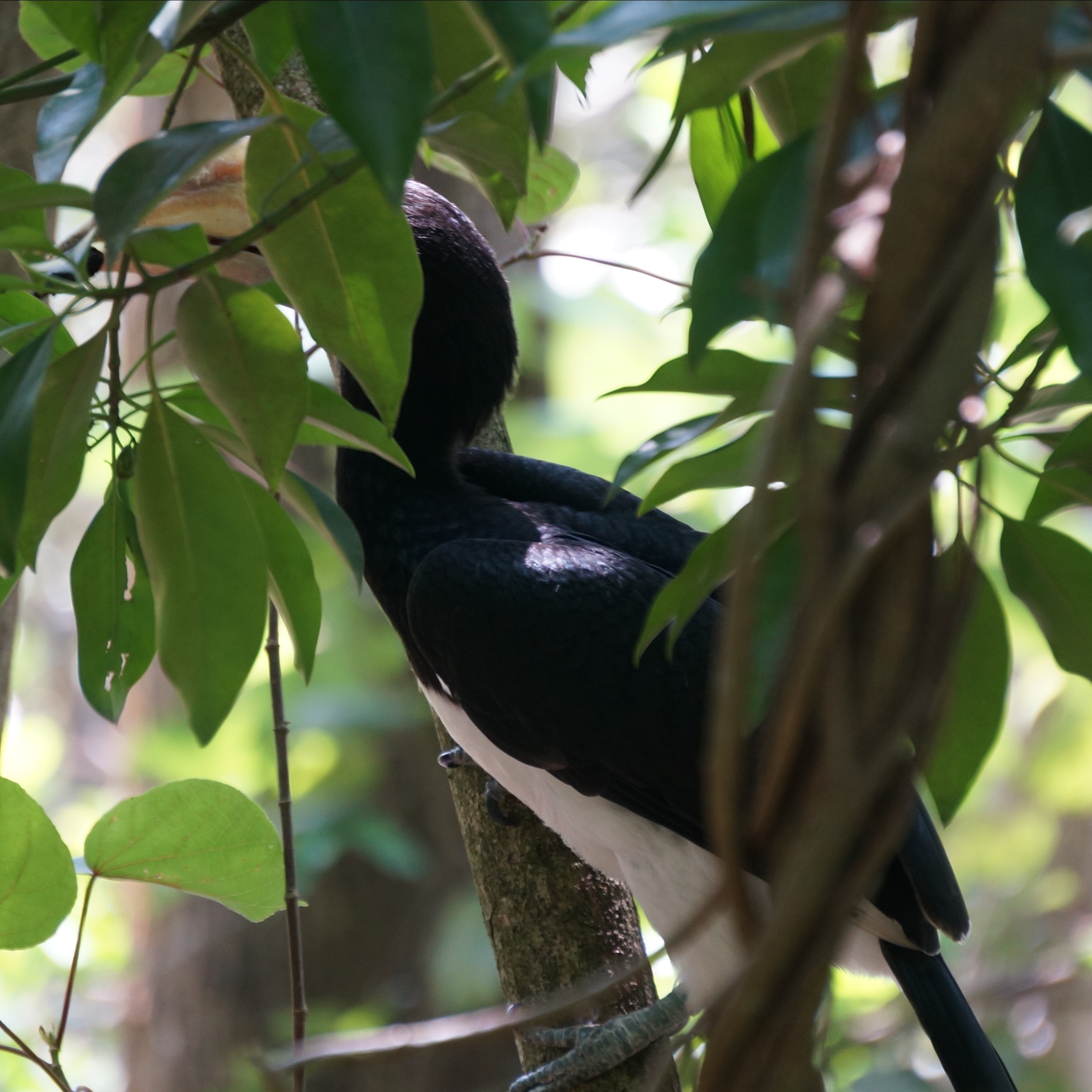Oriental pied hornbill