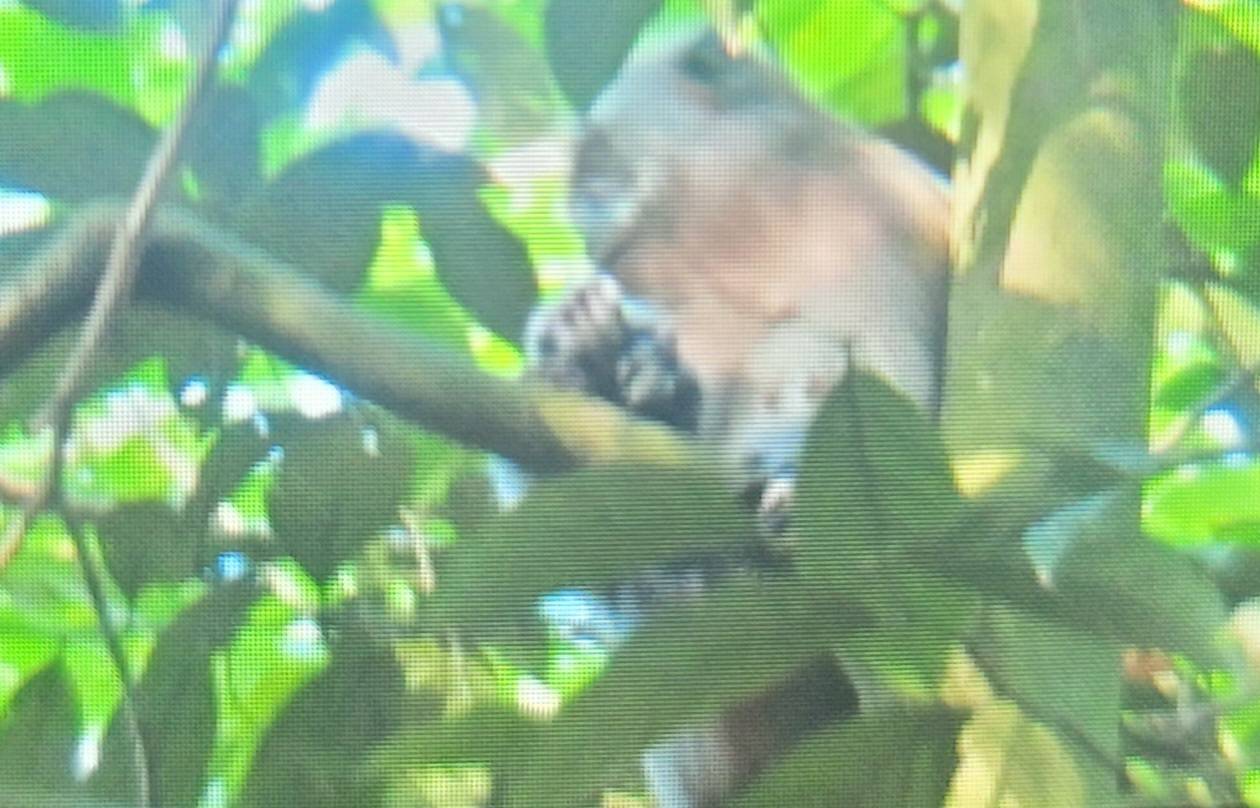 Long-tailed macaque