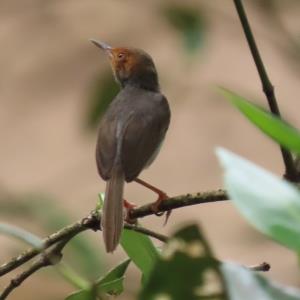 Ashy tailorbird
