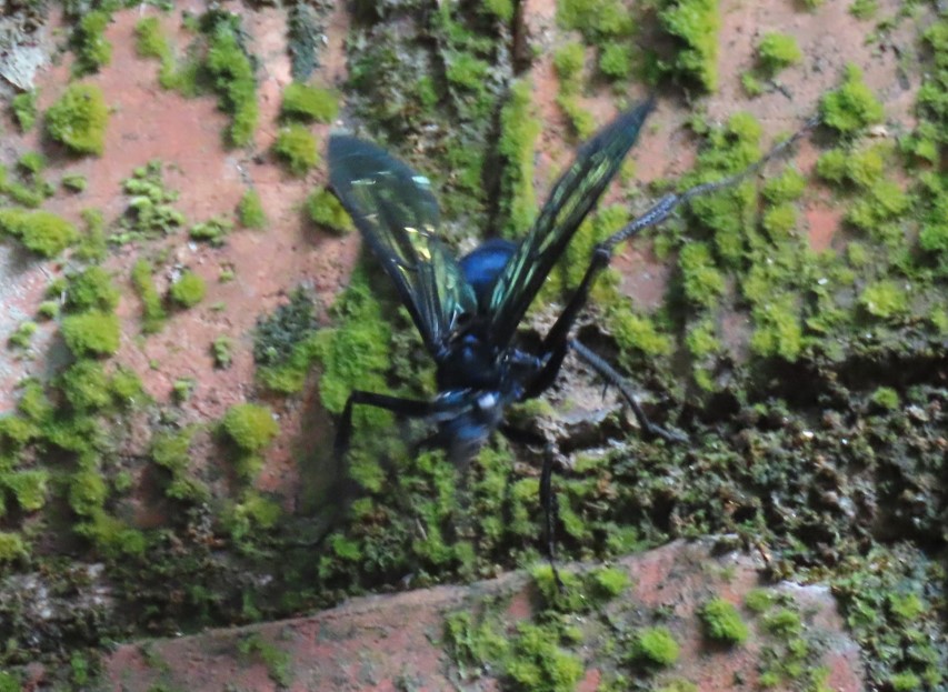 Blue hairy flower wasp?