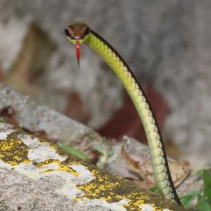 Painted bronzeback