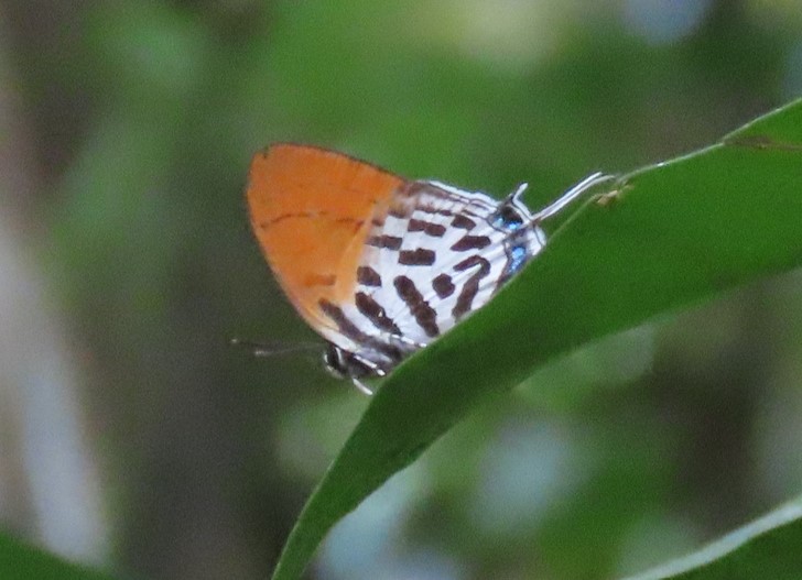 Common posy