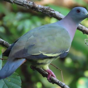 Pink-necked green pigeon