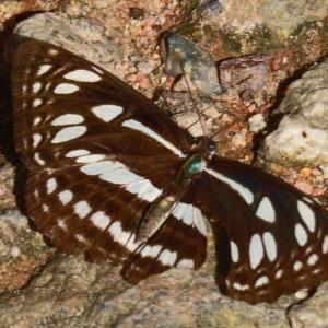 Short-banded sailor