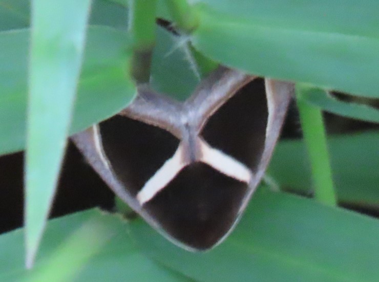Triangular-striped moth