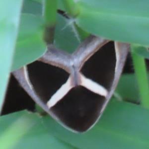 Triangular-striped moth