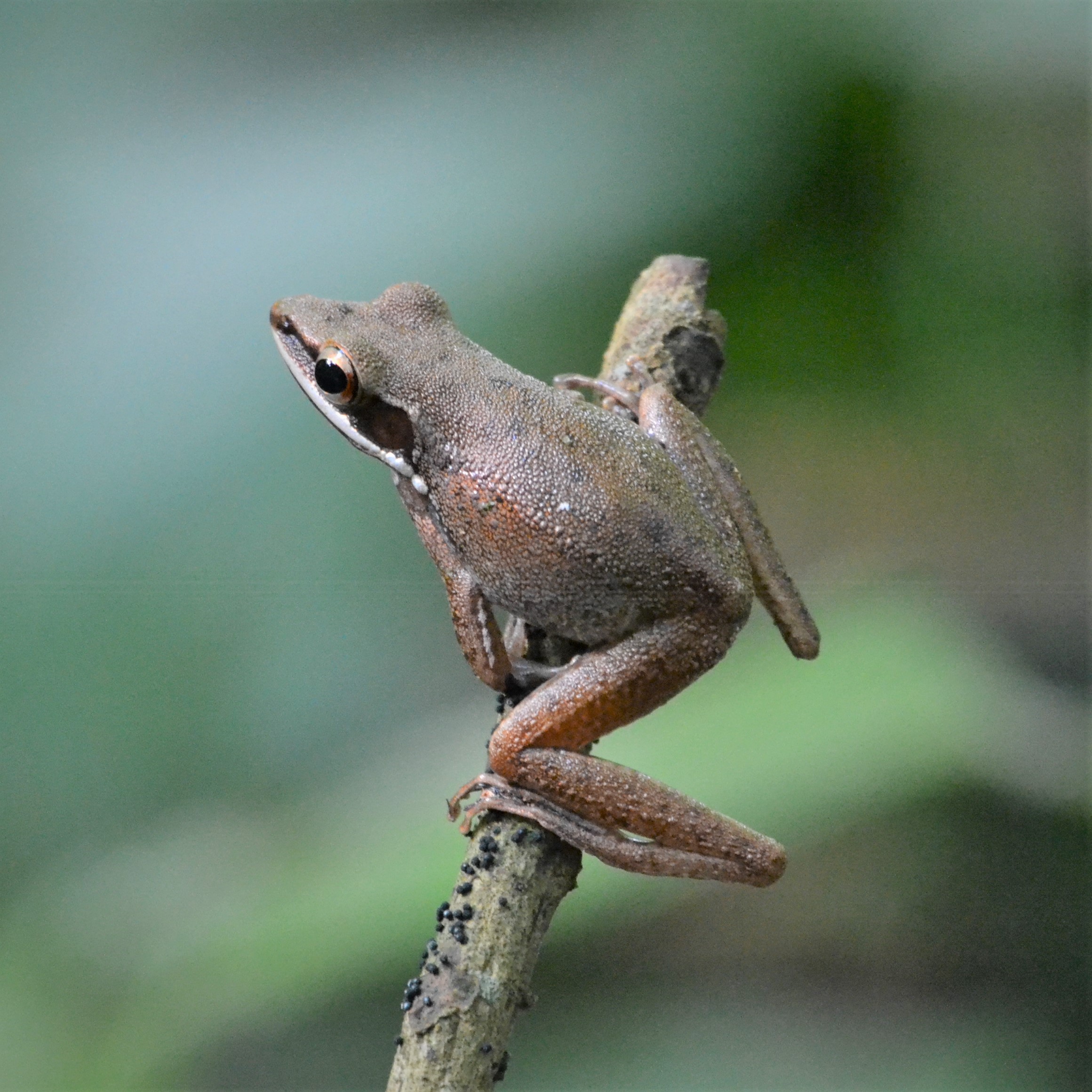 Copper-cheeked frog