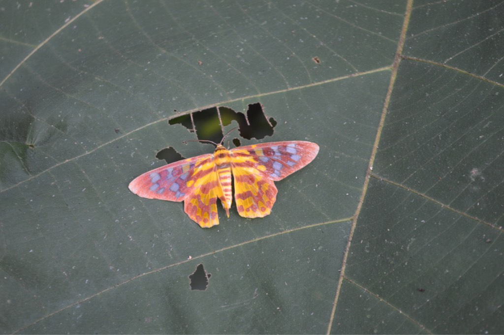 False tiger moth