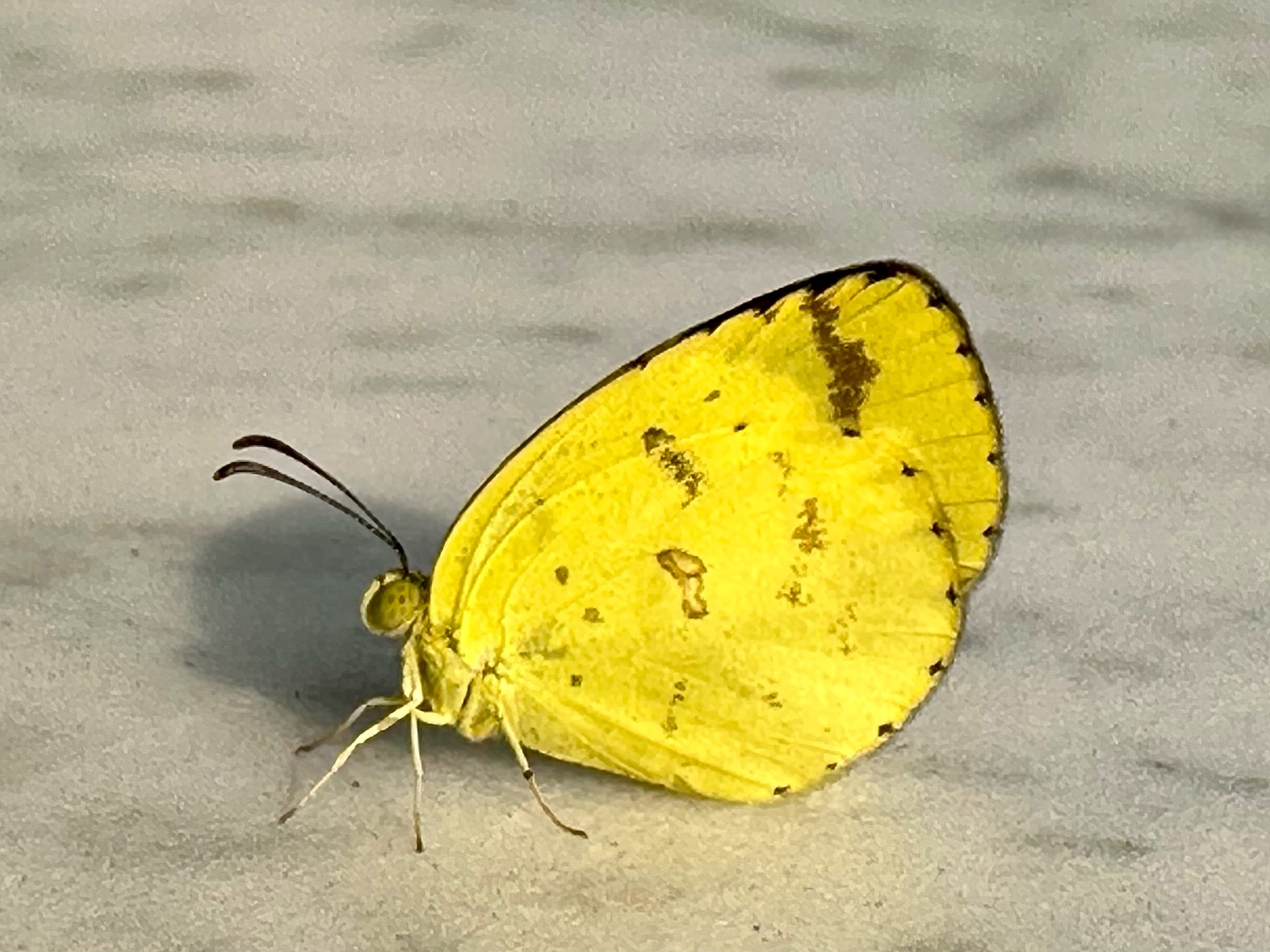 Grass yellow 