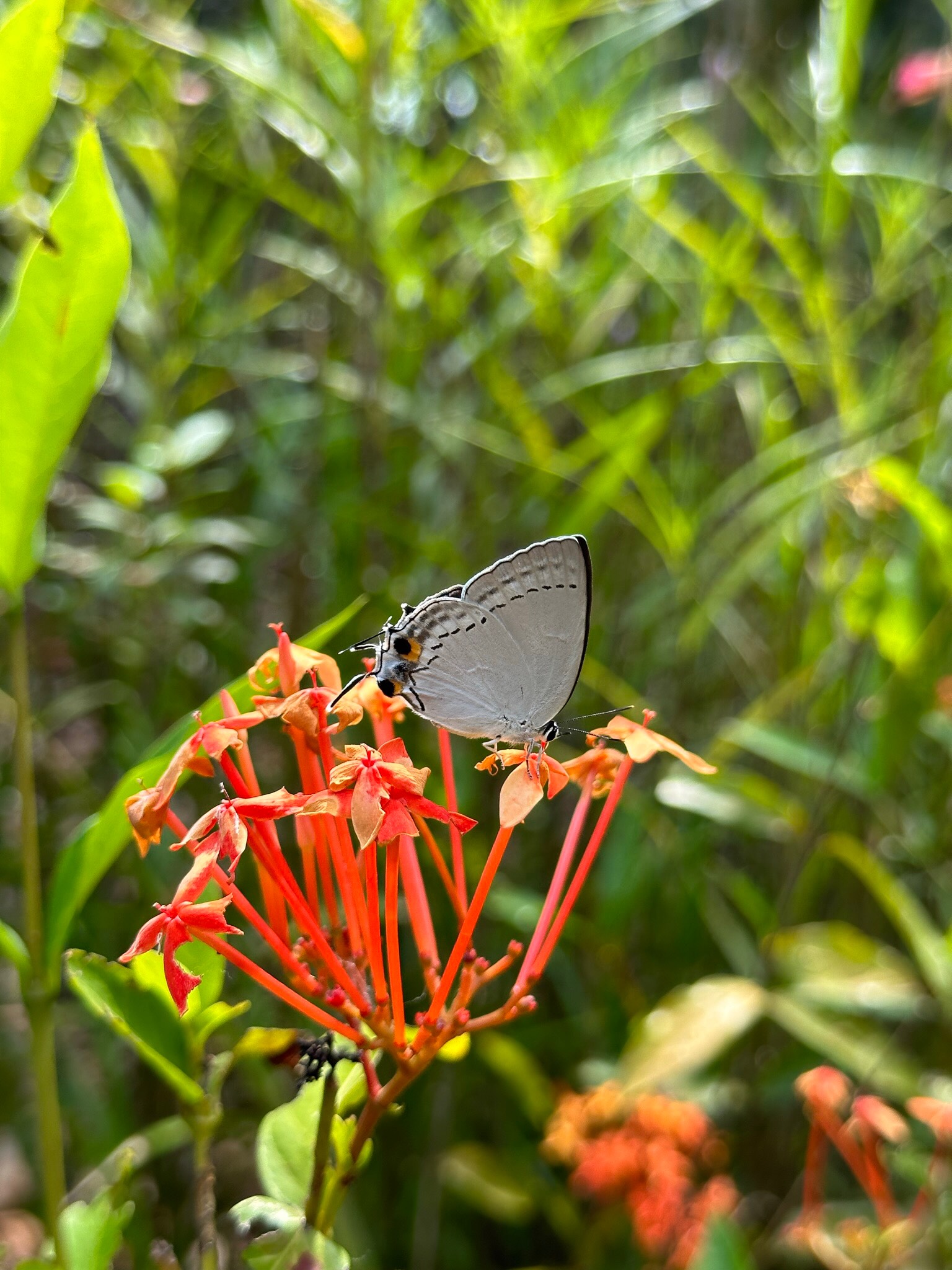 Peacock royal 