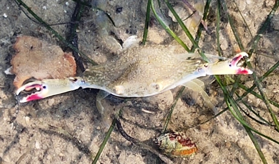 Flower crab