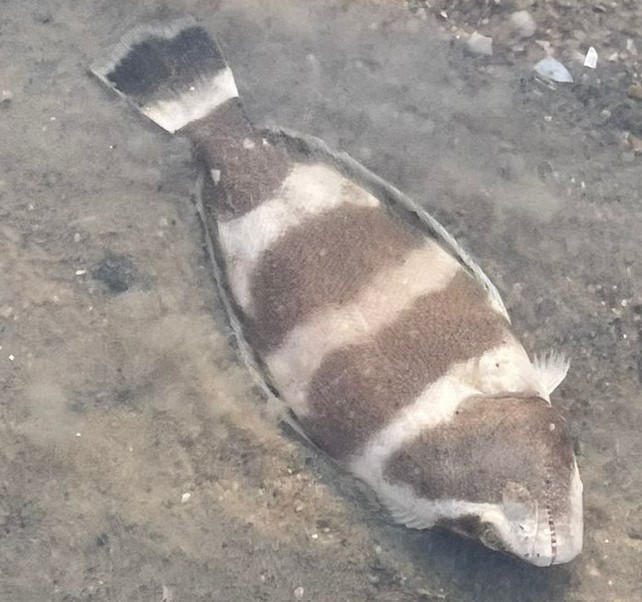Indian halibut (Psettodes erumei) Biodiversity and Environment