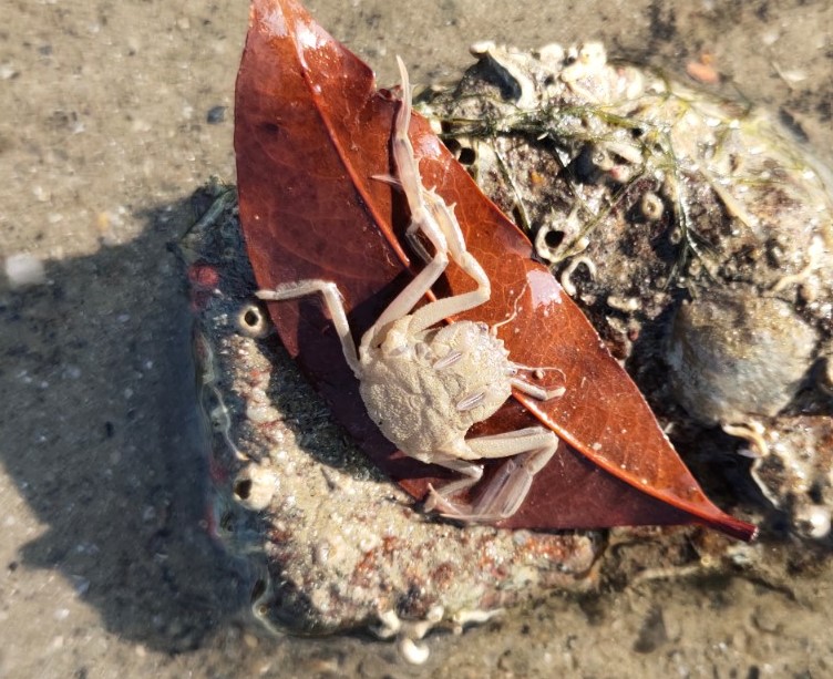 Leaf porter crab