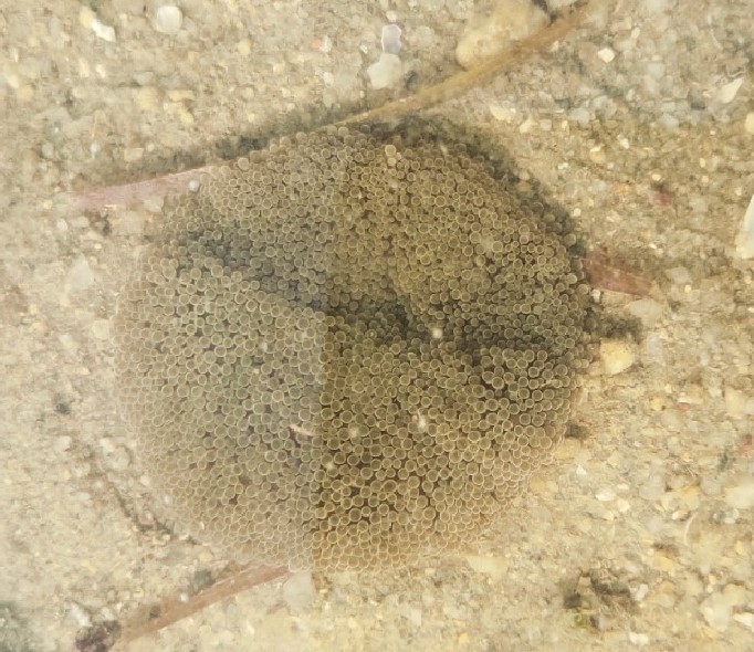 Mini carpet anemone