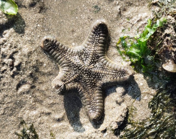 Biscuit sea star