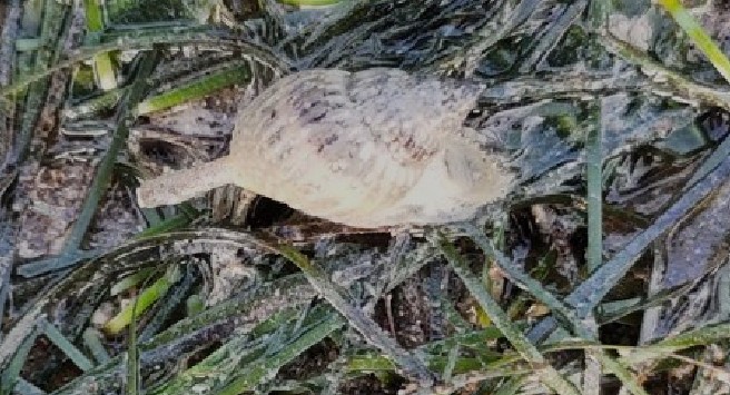 Common whelk