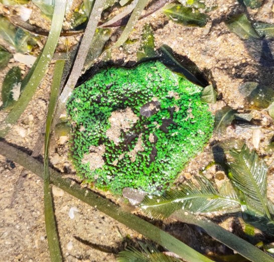 Mini carpet anemone