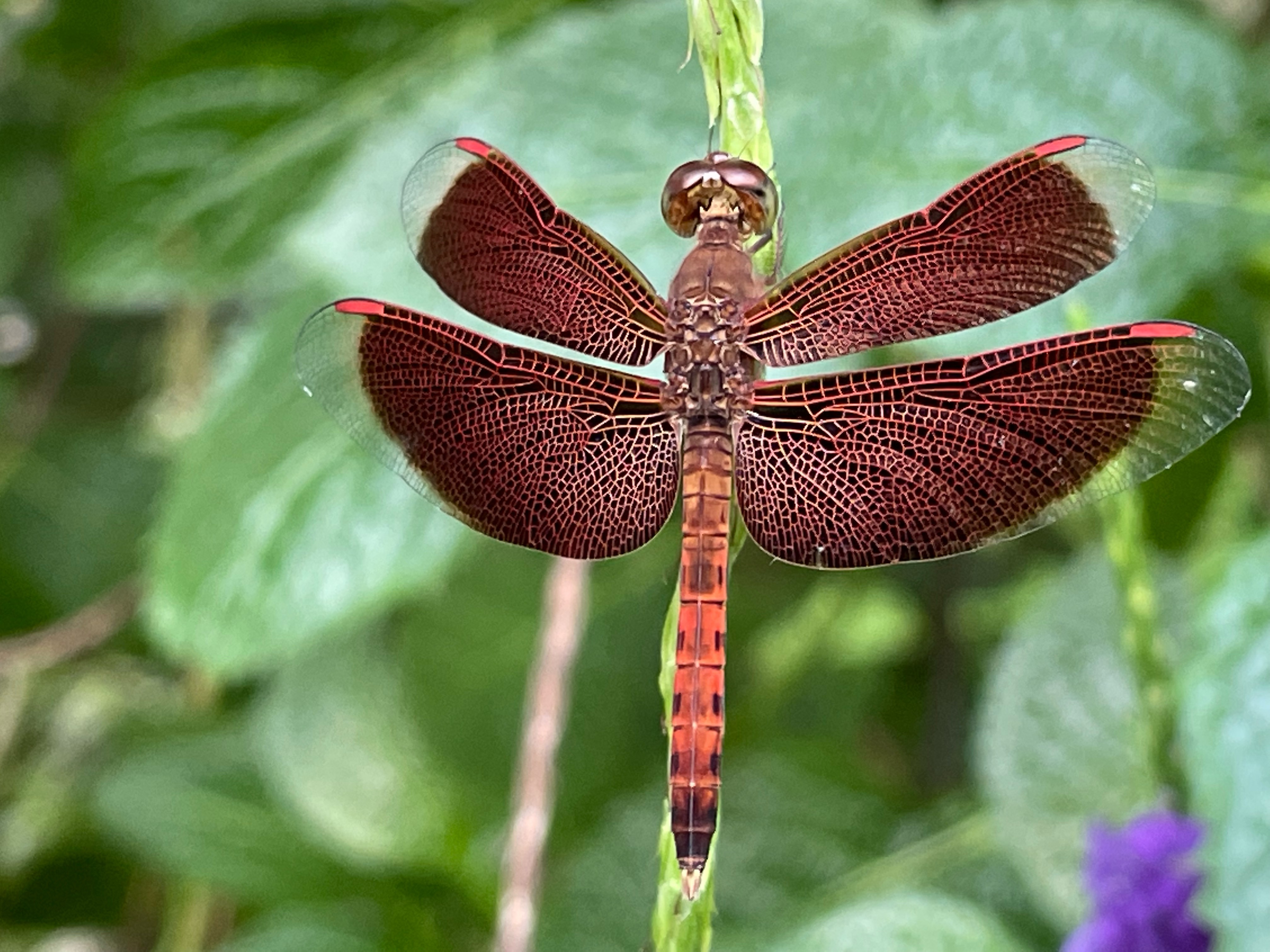 Common parasol