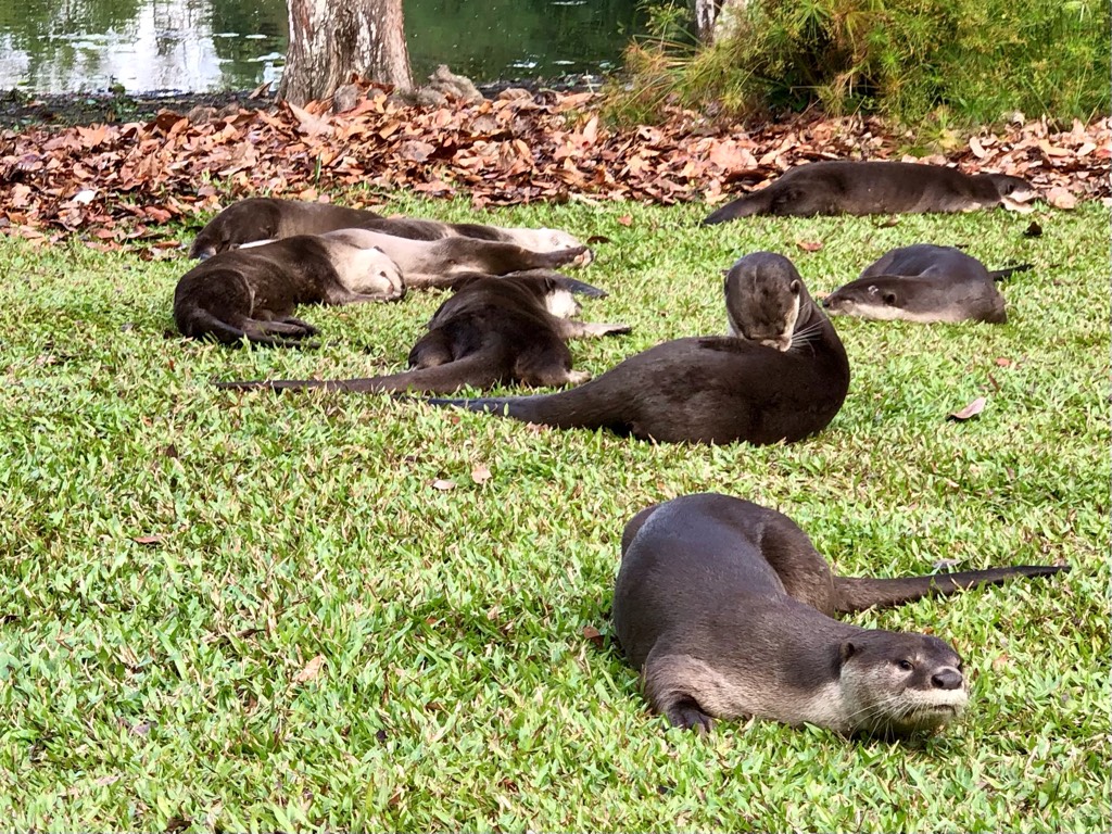 Smooth coated otter 