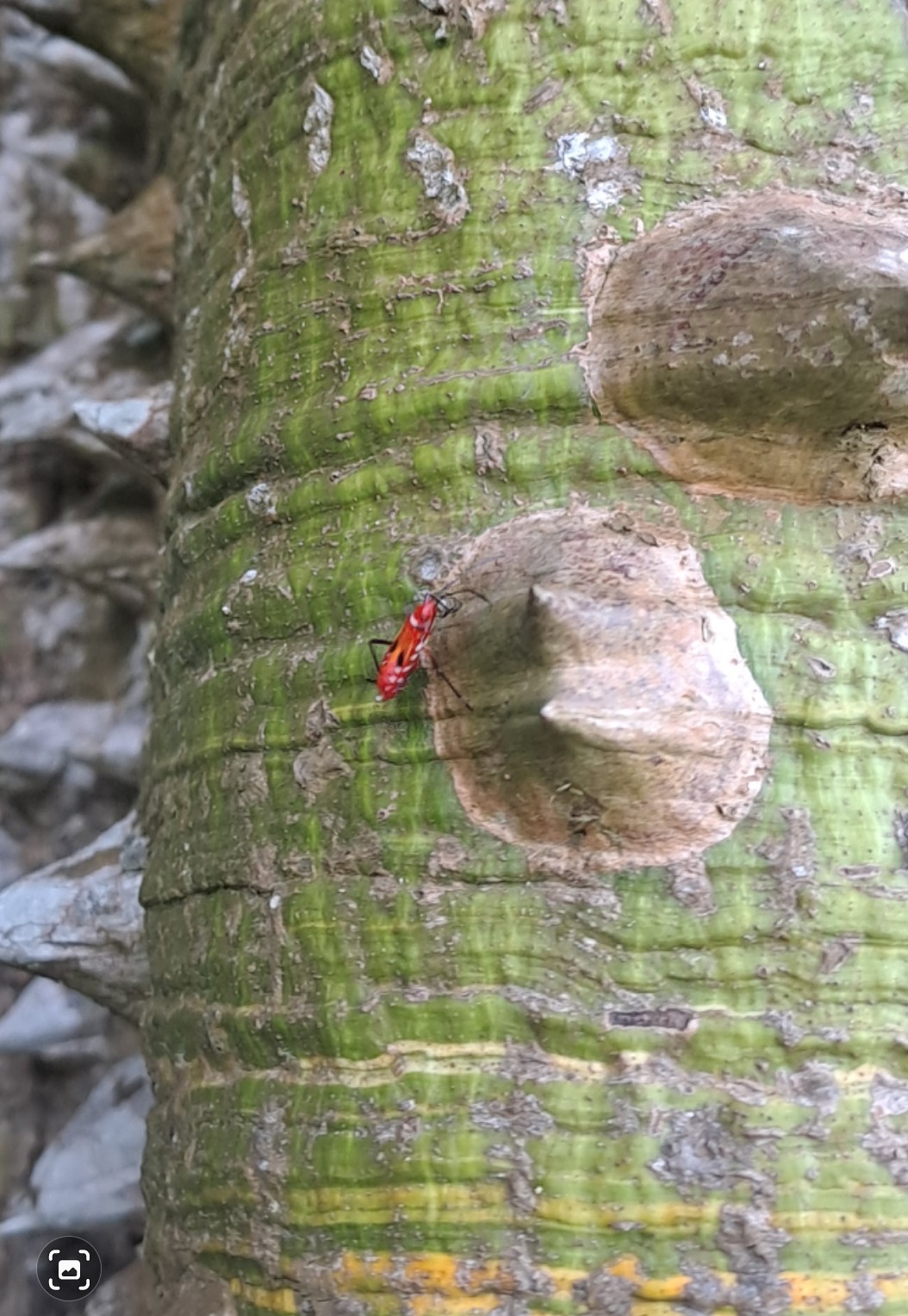 Cotton stainer bug