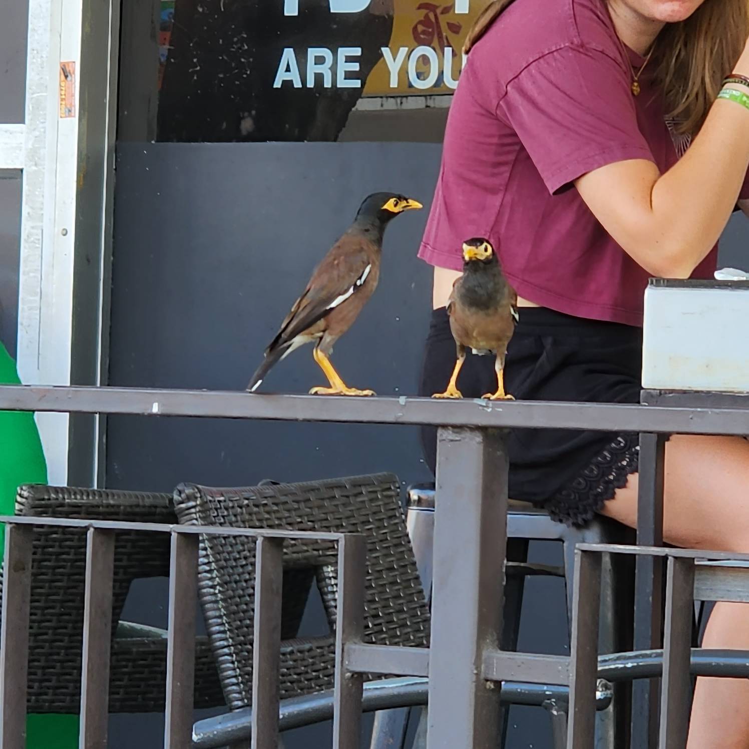 Common myna