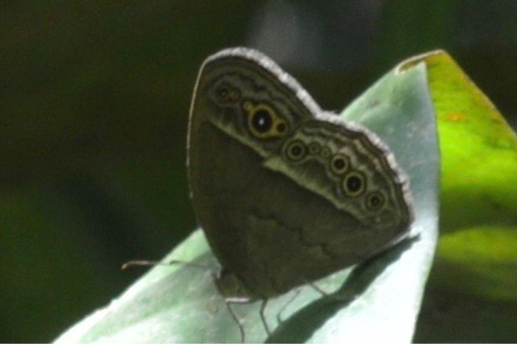 Long brand bushbrown 