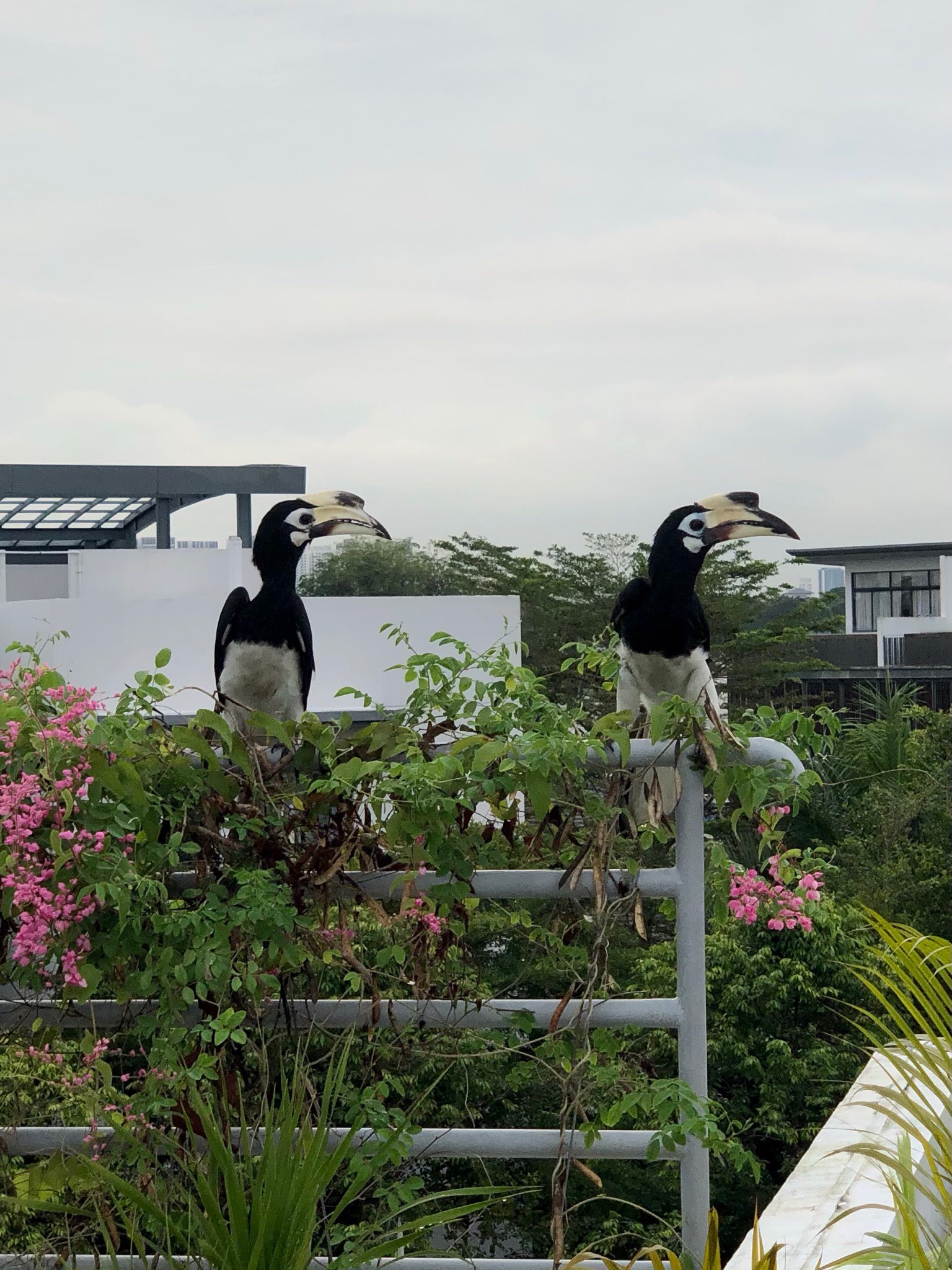 Oriental pied hornbill 