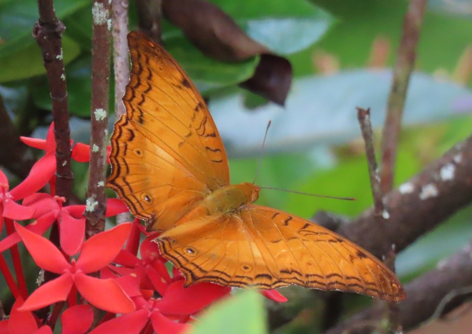 Cruiser (Vindula dejone erotella) - Biodiversity and Environment