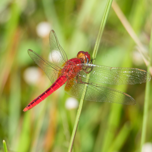 Common scarlet