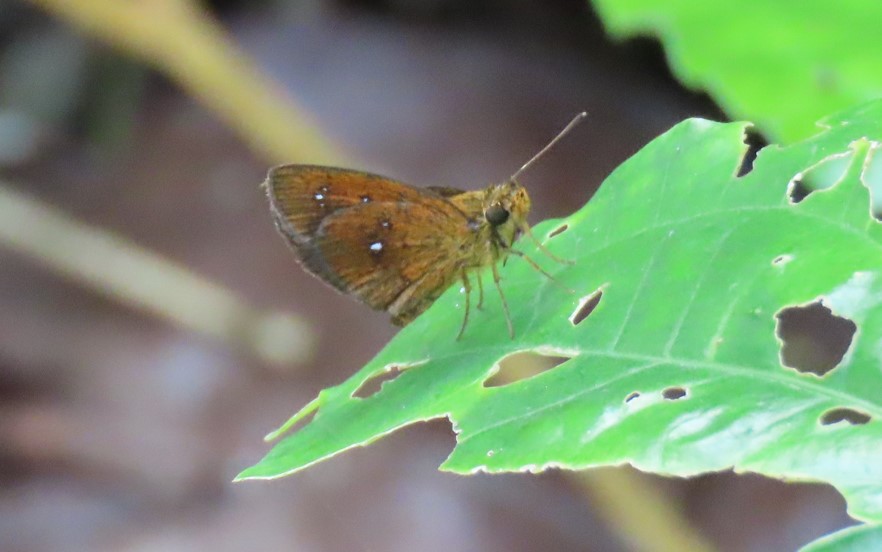 Chestnut bob