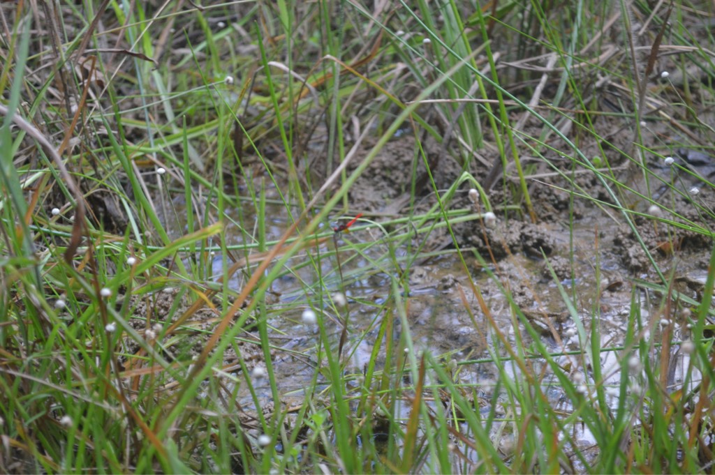 Pygmy dragonfly 