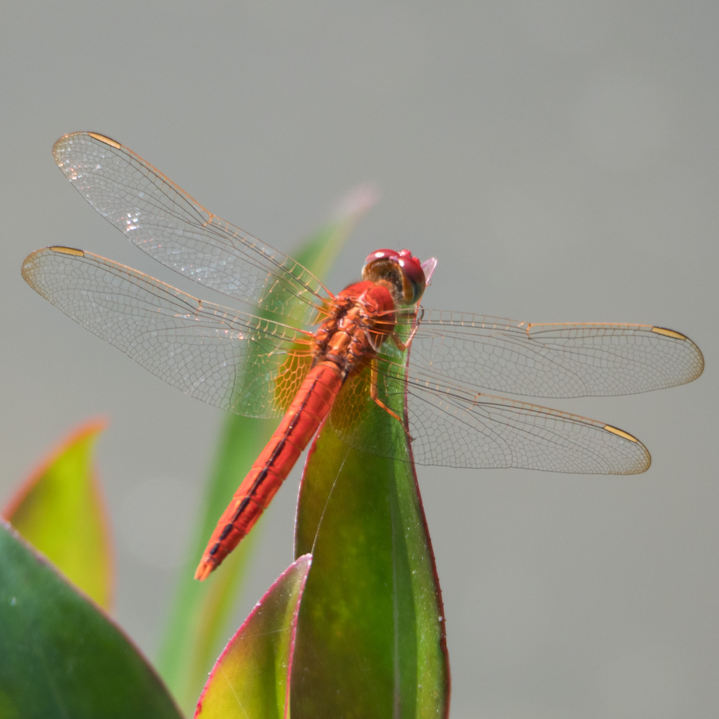 Common scarlet