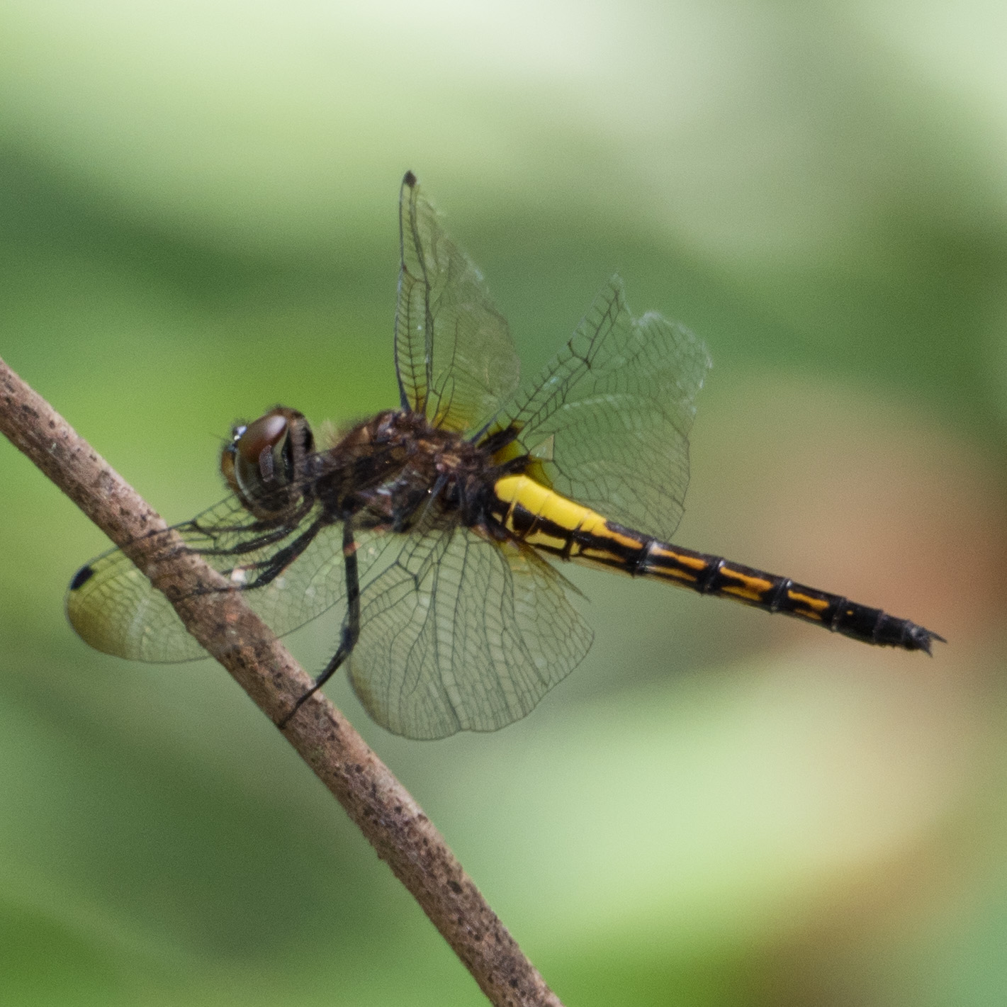 Banded skimmer