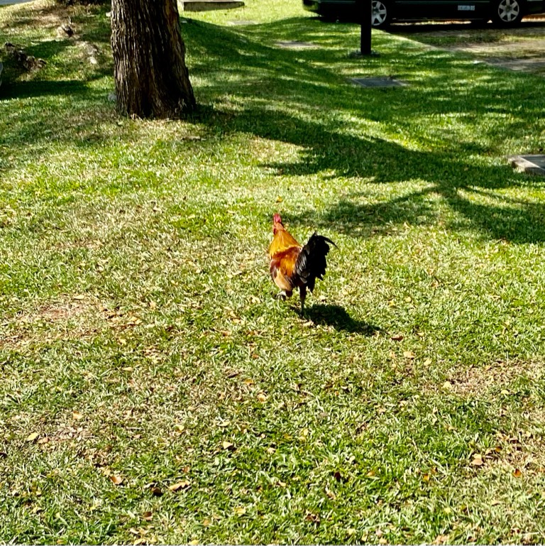 Red junglefowl   