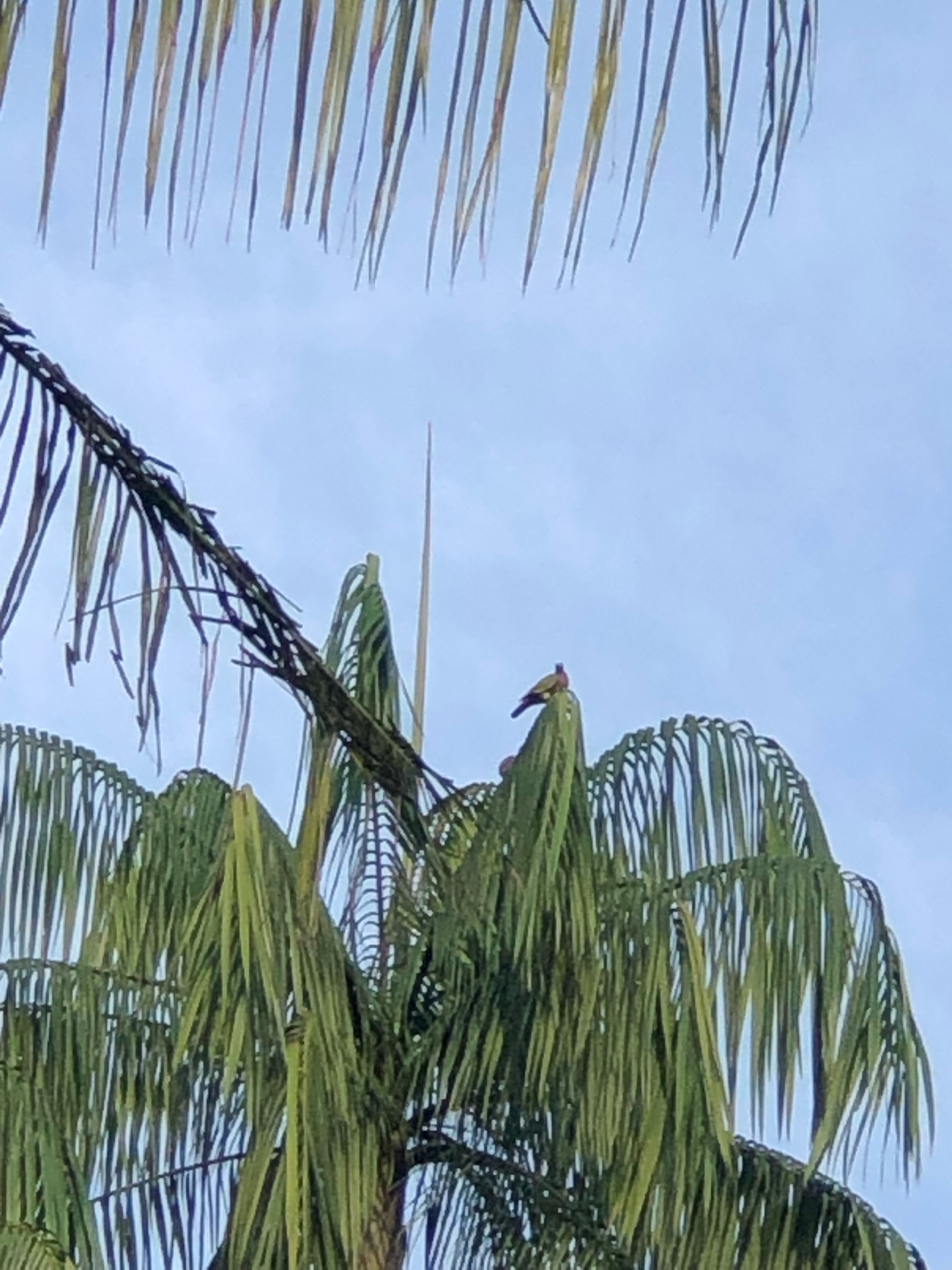 Pink-necked green pigeon