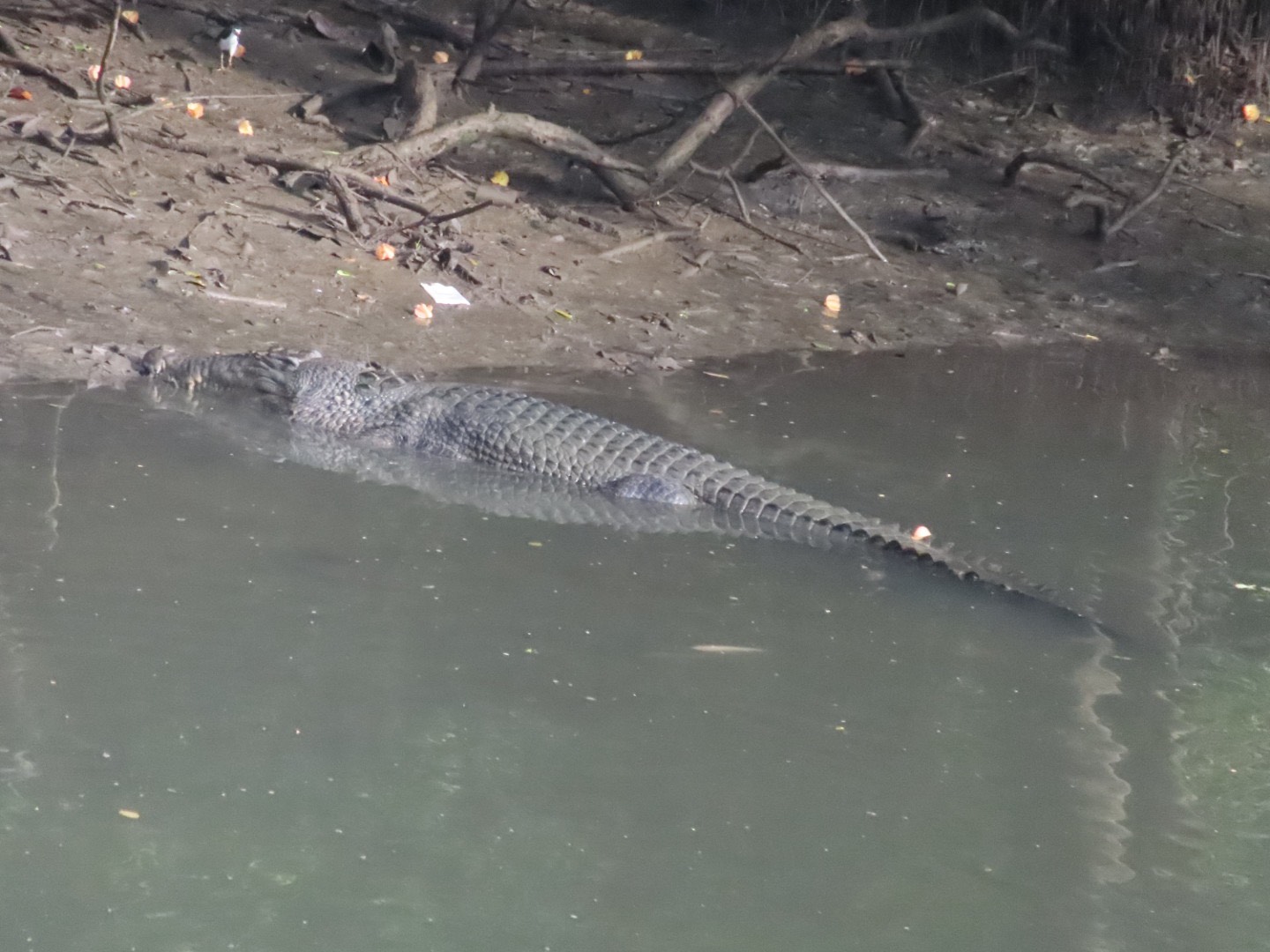 Estuarine crocodile