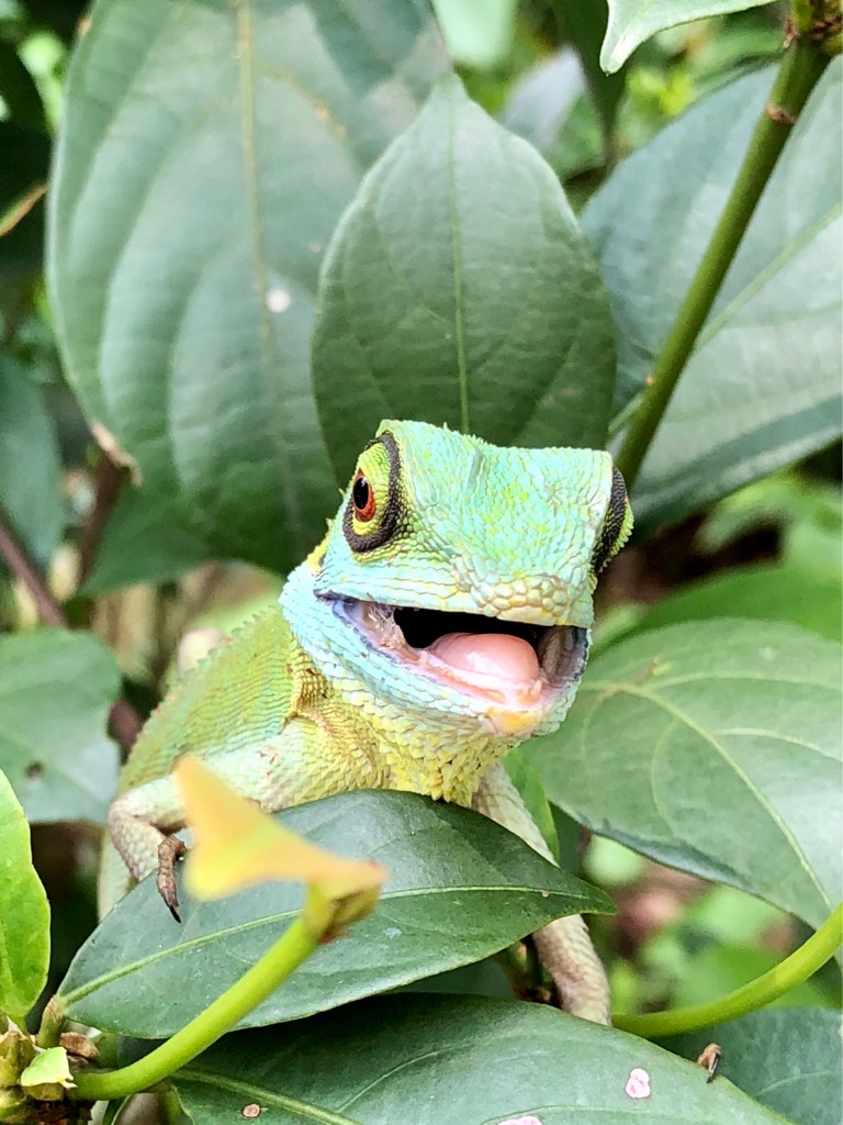 Green crested lizard