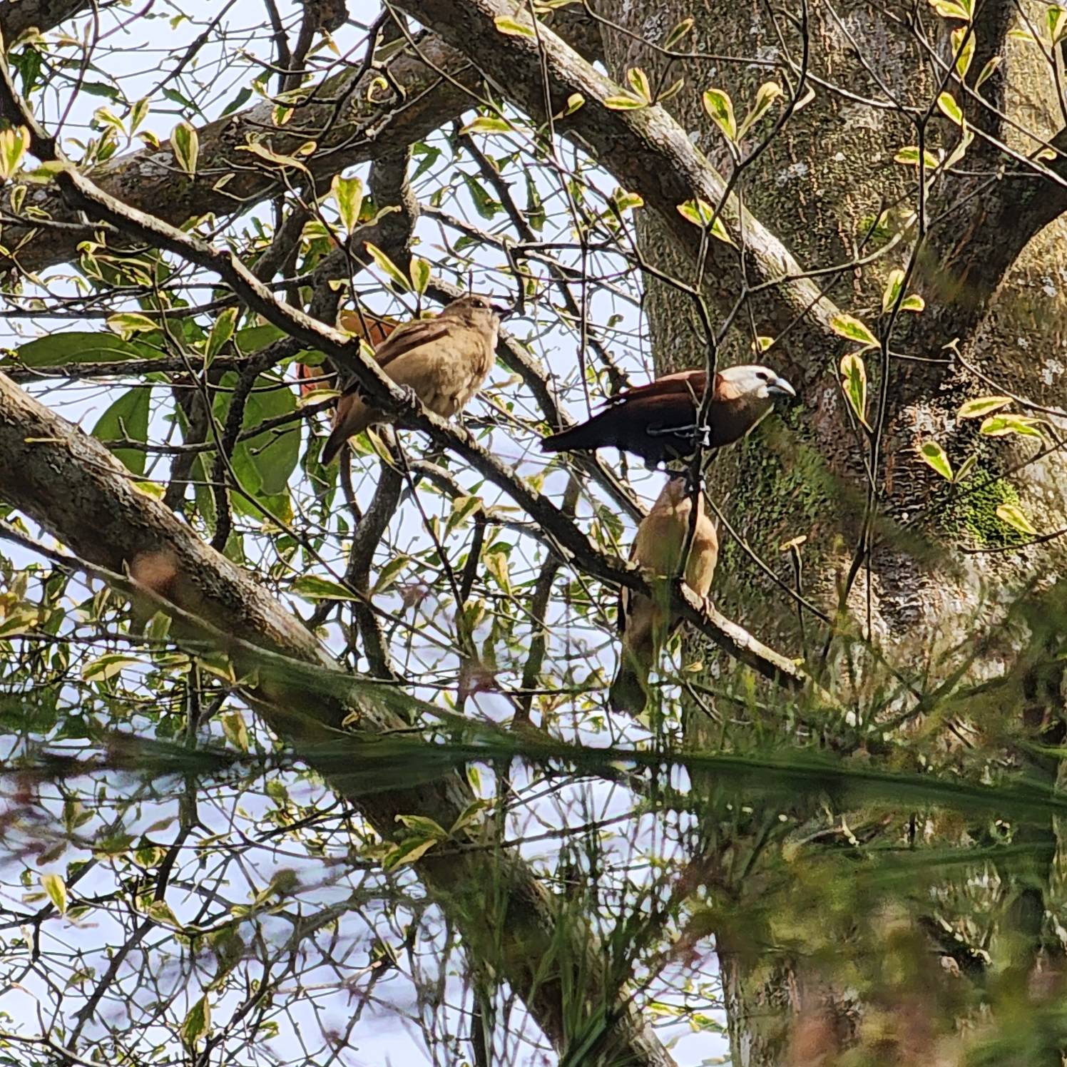 White-headed munia