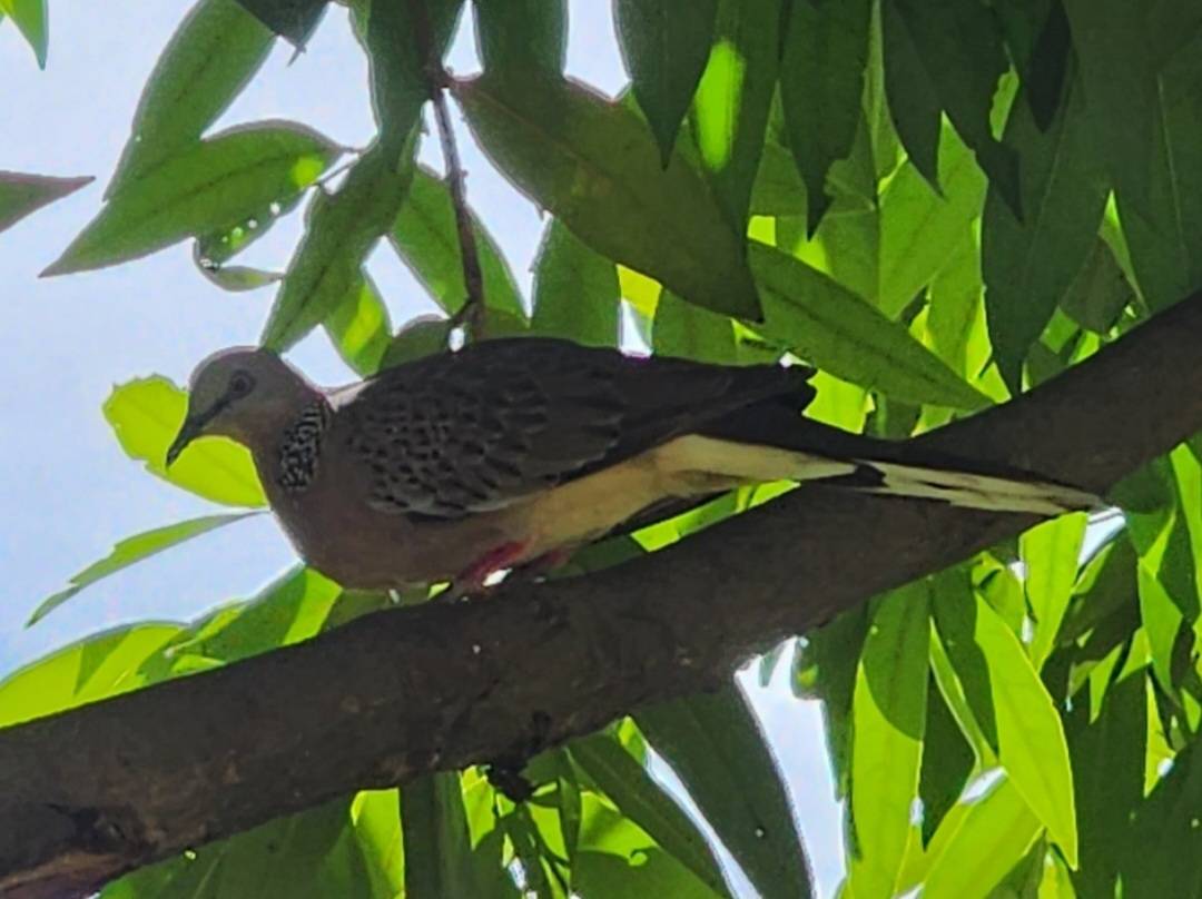 Spotted dove